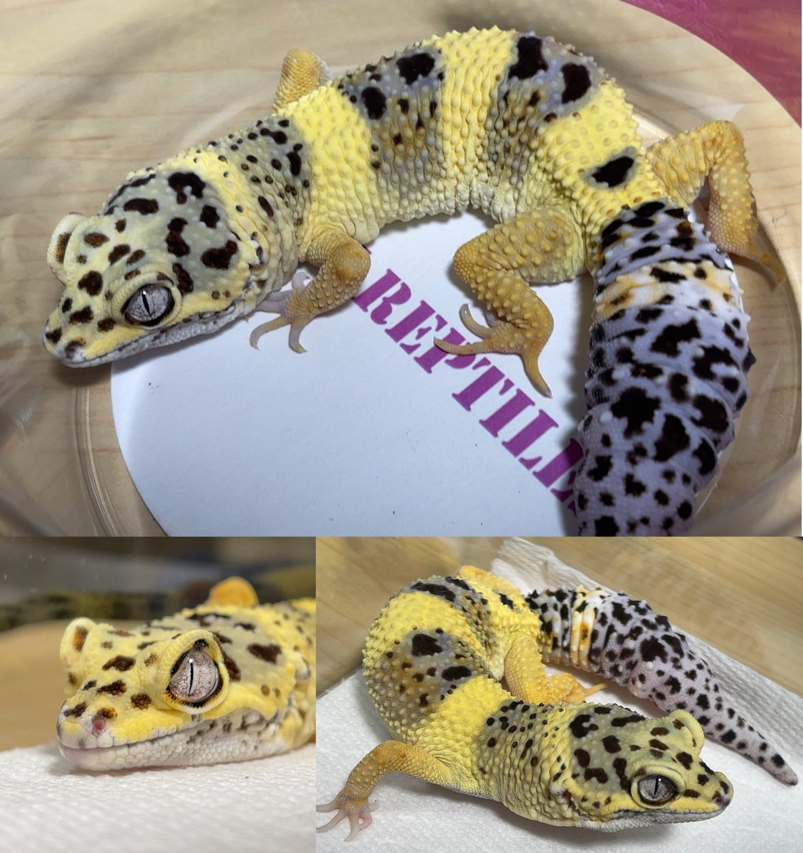 PINK REPTILES <a href="/nao7o5p/">PINK REPTILES</a> さんより
レモンフロスト♀(2歳)お迎えしました🤗

目には黒だけじゃなく赤い模様も入ってて綺麗✨️
ありがとうございました☺️