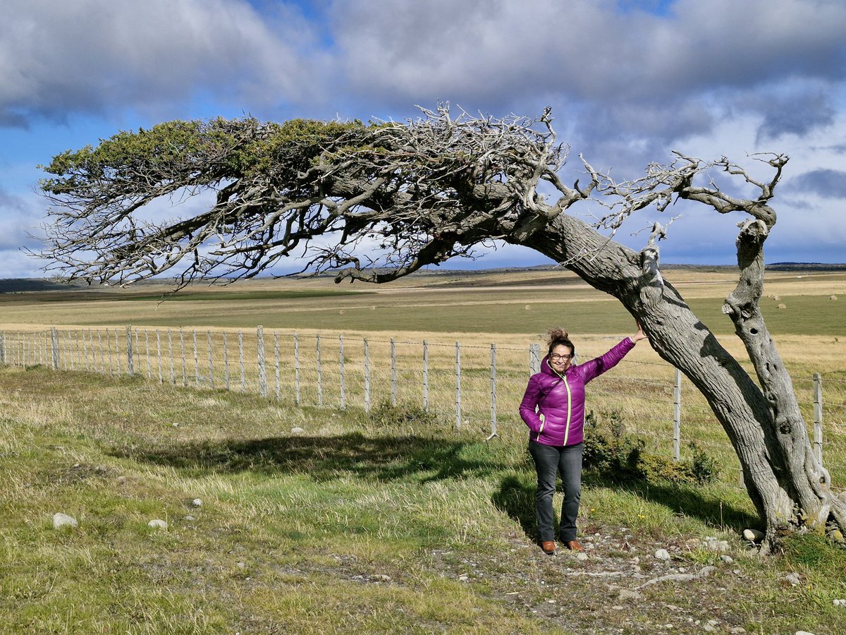 204ad034ca7543c's tweet photo. El típico árbol de la pampa magallánica, algo parecido  a mí.... https://t.co/tTL2M1es78