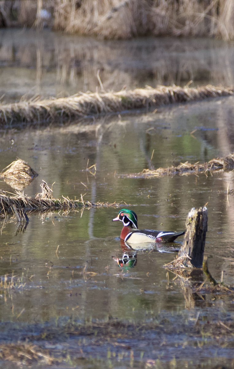 Side benefit of having eclipse gear packed in the car… had my long zoom with me to get this shot of a Woodduck.