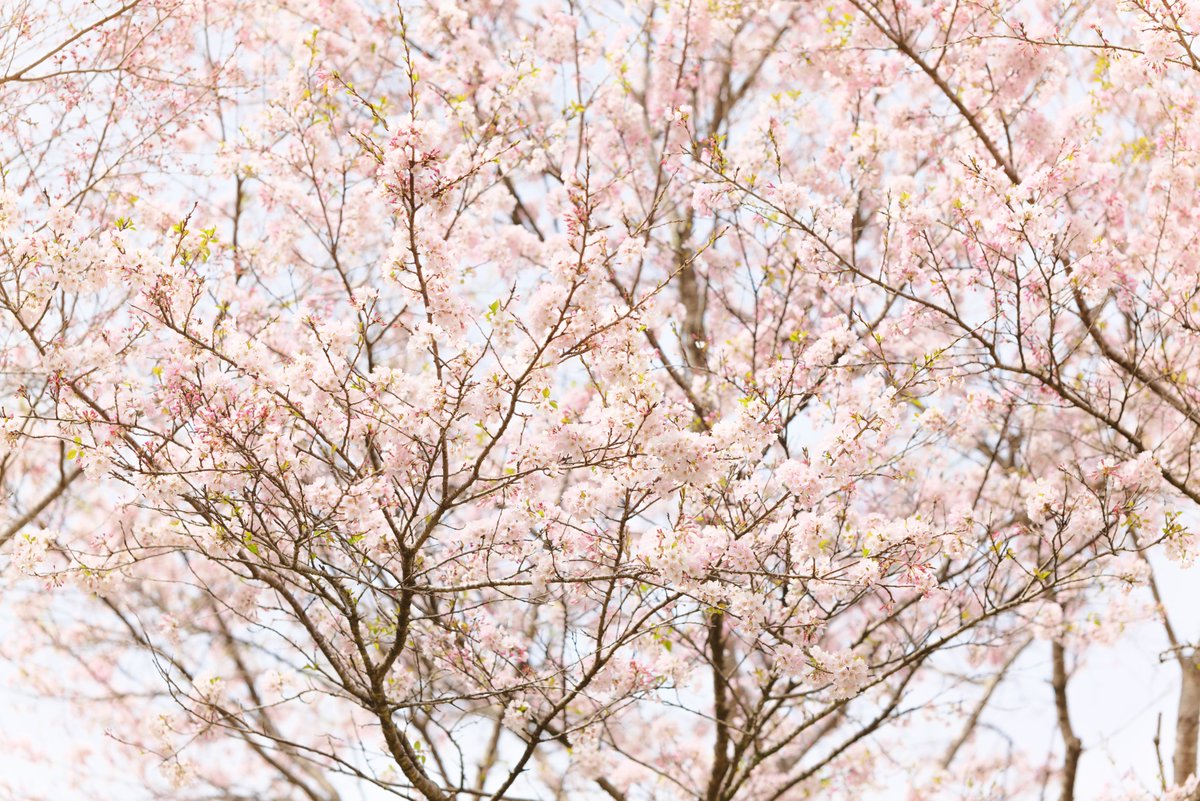 ステージが始まる前、お花見で桜撮った
#上野原
#アニソンディスコ