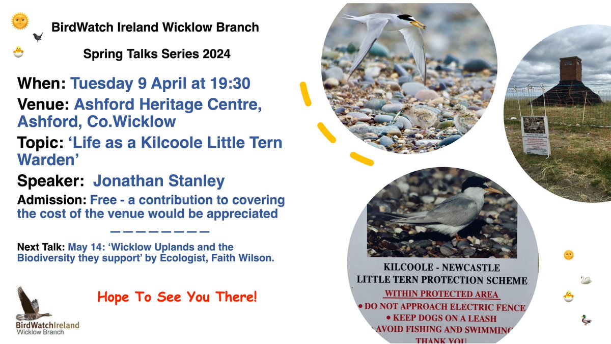The Kilcoole Little Tern colony is now one of their most important breeding locations in Ireland and the UK. If you want to find out what ensures success in Kilcoole as a breeding site for these terns, hear it first-hand from a Little Tern Warden, Jonathan Stanley, on Tue next:-