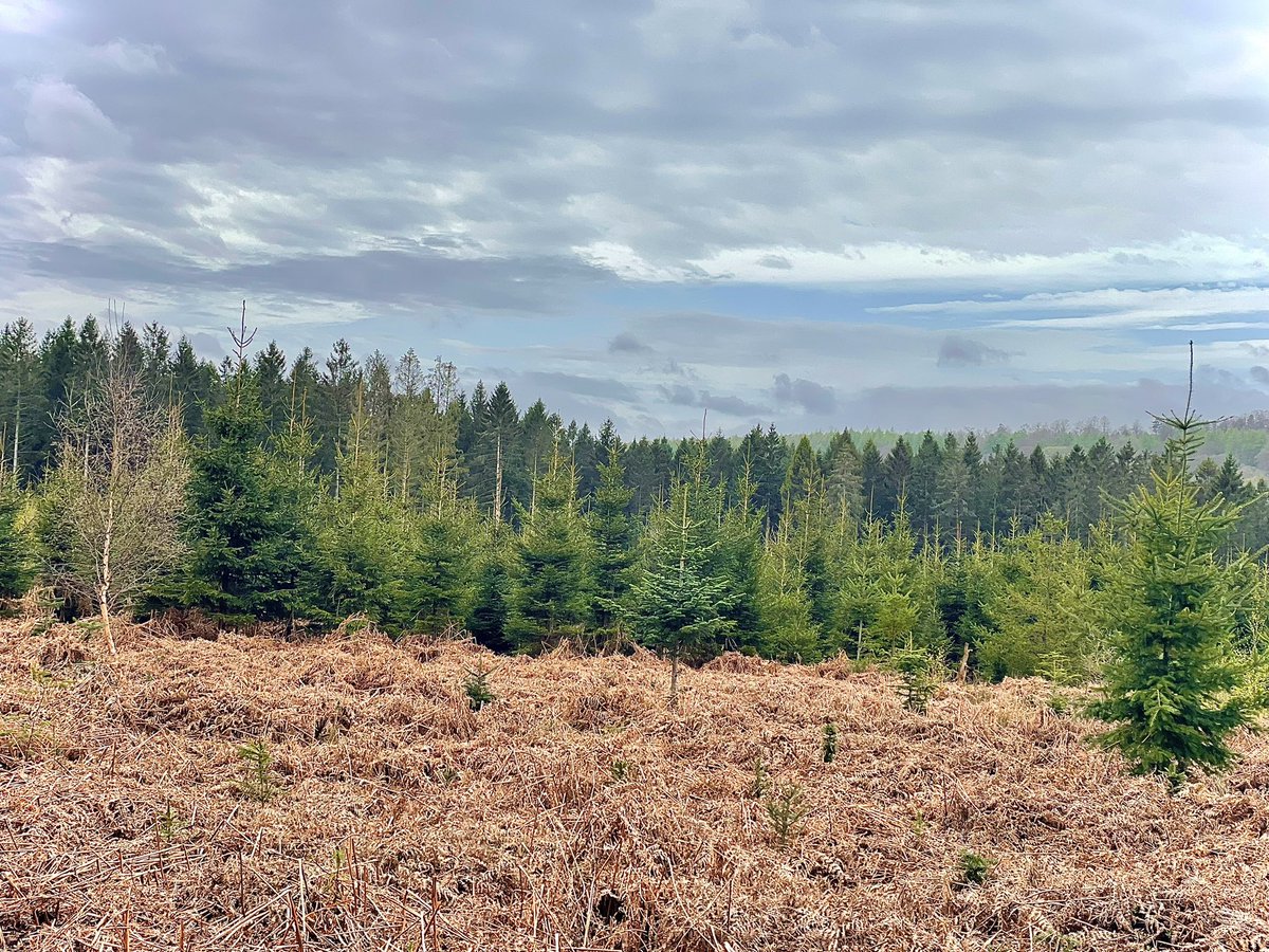 A lovely muddy morning wander in the forest - lush @VisitDeanWye 🌳🌲🌳