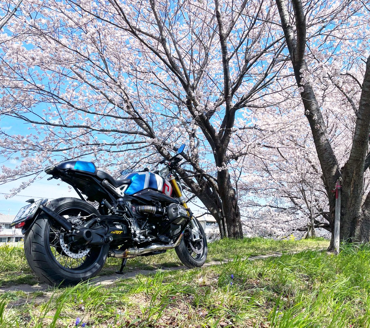 nicebuddy2181's tweet photo. そしてやっぱり桜には青空がよく似合う🌸 https://t.co/713kox7DMp