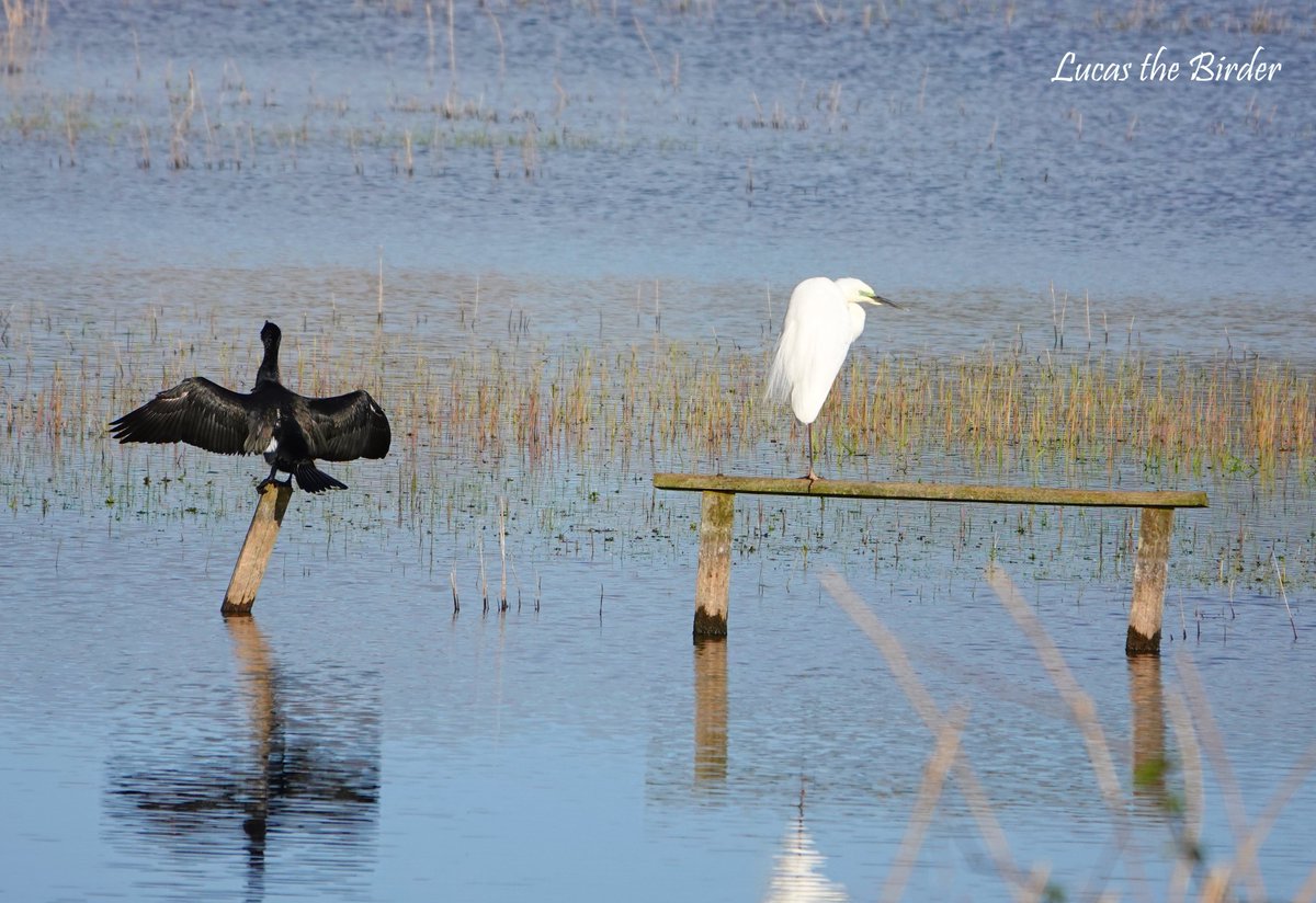 Cormorant and Great White Egret at RSPB Ham Wall. @RSPBHamWall #birding #NaturePhotography #TwitterNatureCommunity #birds #BirdsOfTwitter