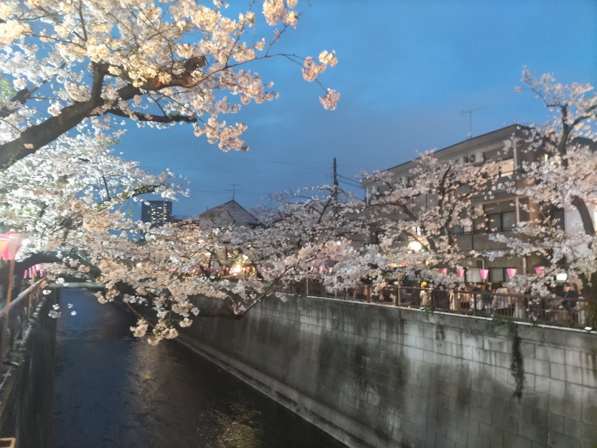 dokiruto02's tweet photo. #目黒川桜まつり　
３１日でライトアップ終わってて真っ暗、

満開なのに、
枝を切ったみたいで、前より迫力が、、(;_;) https://t.co/czhU3SLyg2