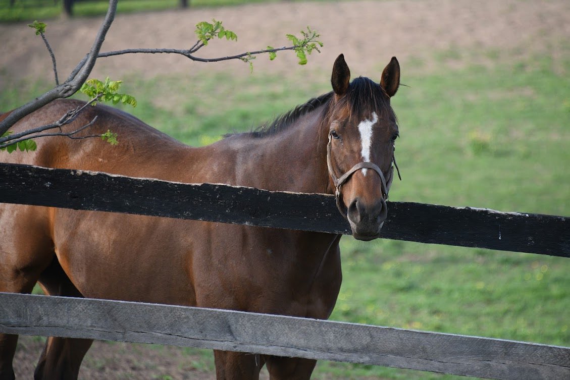 Old Friends Birthdays: Join us in celebrating the Foaling Days of our herd of 160+ retired Thoroughbreds. Everybody please give a big birthday shout-out to EXULTING (11). It’s his day! Photo ⁦@battles_laura⁩