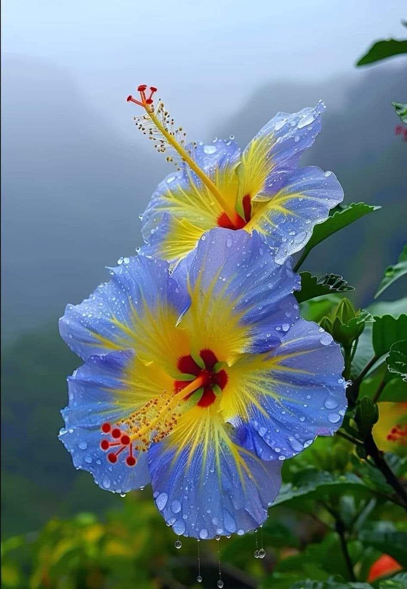 bodrum3535's tweet image. Hibiscus after rain