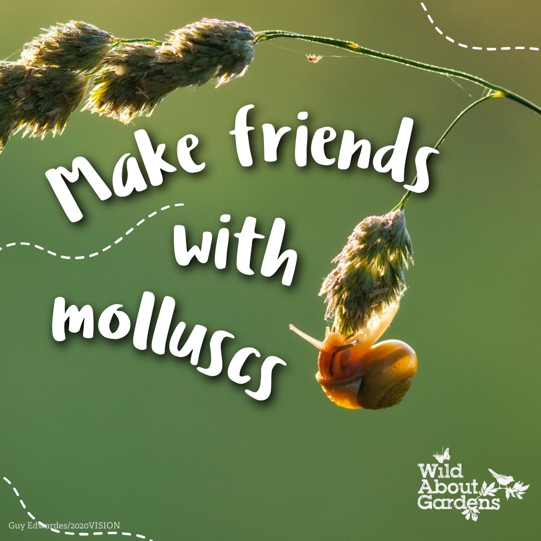 This year, we’re teaming up with our friends @the_rhs and shell-ebrating slugs and snails! So, make friends with molluscs and go #WildAboutGardens 🐌 Find out why having an assembly of slugs and snails is great for your green space 👉 wildaboutgardens.org.uk