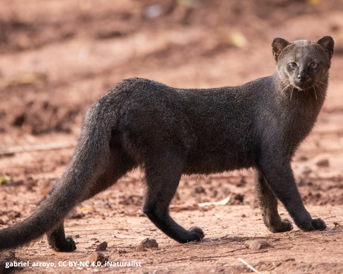 Have you seen the 'otter cat?' The jaguarundi is a highly adaptable feline with a diet that includes birds, reptiles, mammals, & fish. Unlike many cats, it's highly vocal. The jaguarundi has up to 13 unique calls including purring, whistling, and chattering!