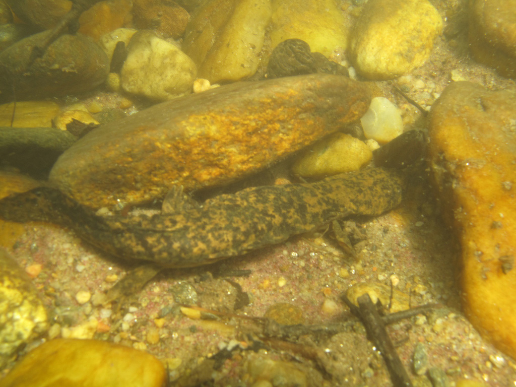 The hellbender's slimy and wrinkled skin isn't just for show. Unlike many other amphibians, the hellbender does not use lungs for breathing and instead relies on absorbing oxygen from the water through their skin folds. 🦎 #NWW24 Learn more 📲: nationalwildlifeweek.nwf.org