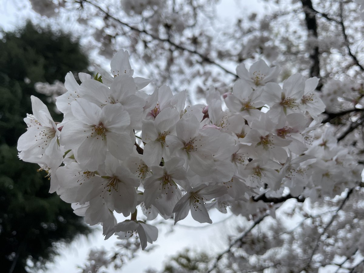 「友達と桜見たり飯を嗜むまったりな1日でした…今からTOPのアーカイブを観る… 」|とり🐇のイラスト