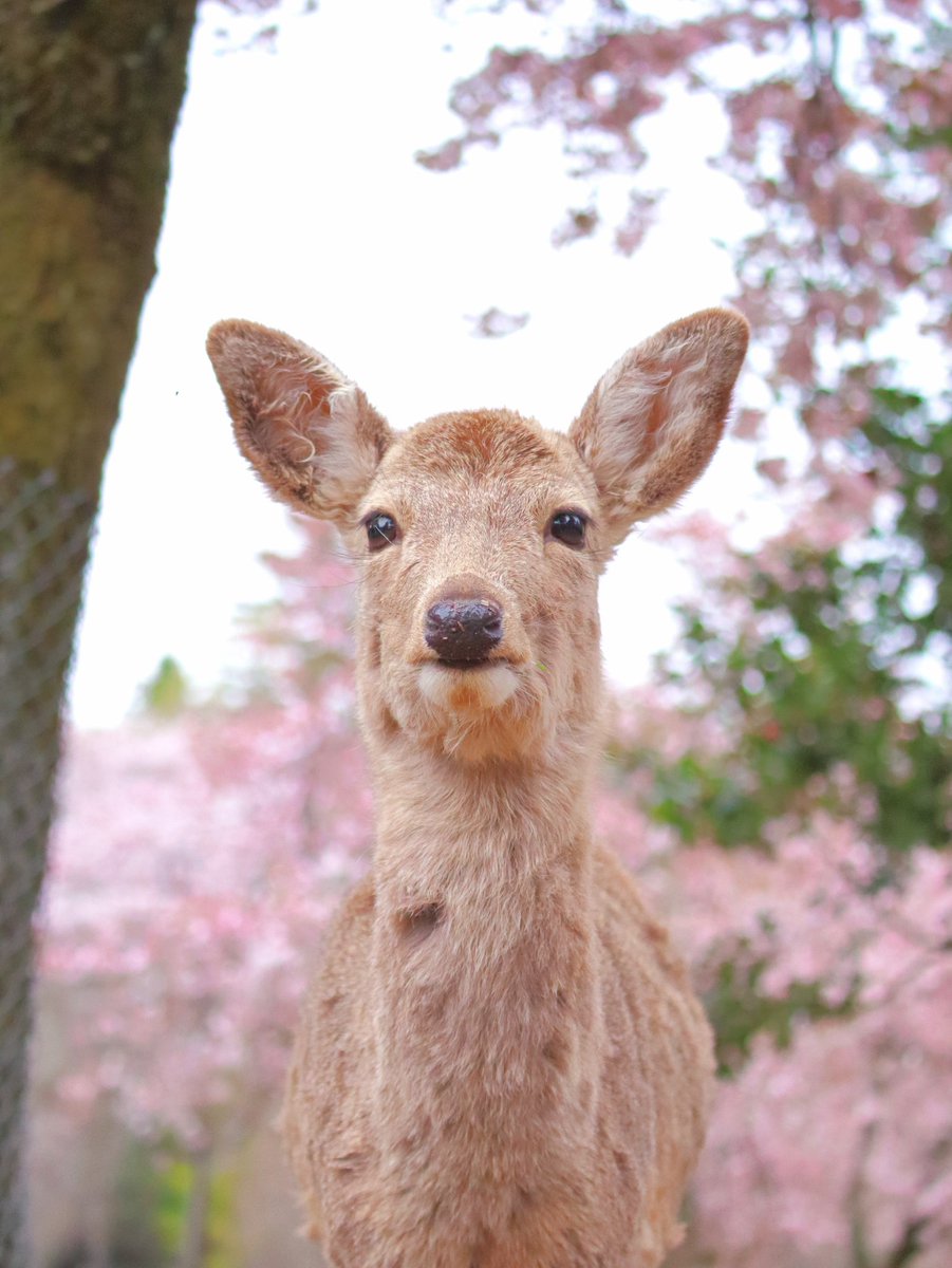 桜の木の下で出会った子鹿