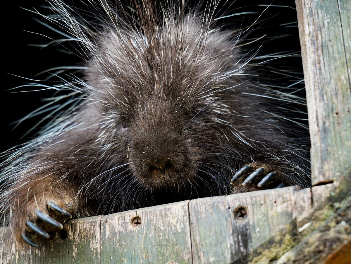 Meet the North American porcupine. Did you know these critters have around 30,000 sharp quills covering their bodies? They're not just for looks, it's a built-in defense mechanism! Who knew staying sharp could be this cute? #memphiszoo