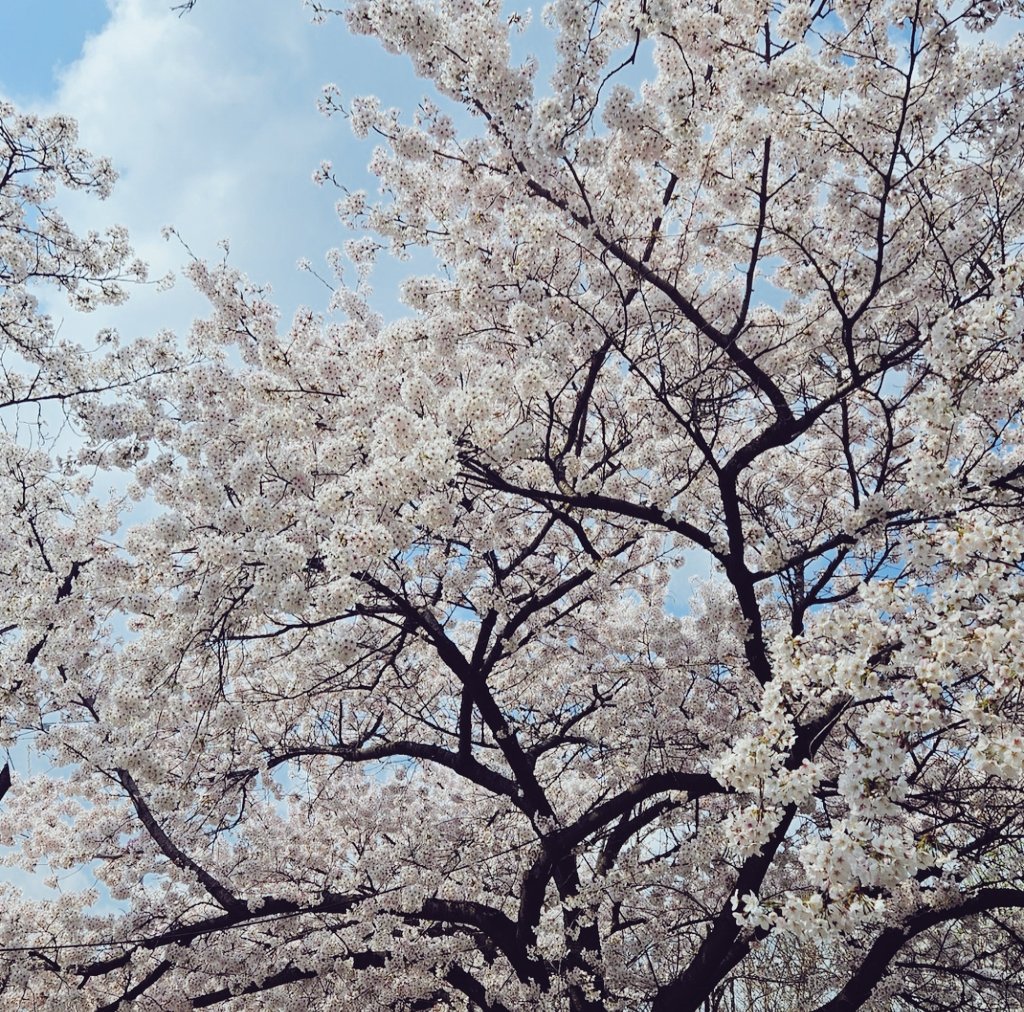 NeKyoung5027's tweet photo. #재환버블 재환아 벚꽃 너무 예쁘게 피었어🌸 https://t.co/9KnSXwDrbb