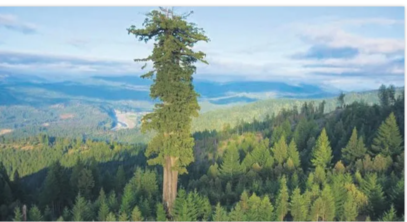 Kibirli yaşamak güzeldir, Kimsenin göremediğini görebilirsin, Yıkılırsan da dostlarından başkasını göremezsin. Biz yine Dost Kalalım. Alper TUNGA