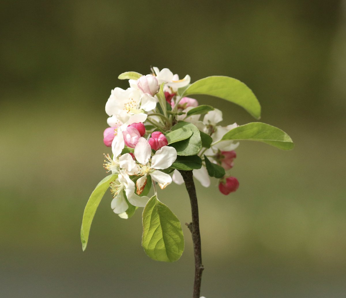 Nature pic for today: Crabapple in blossom, London