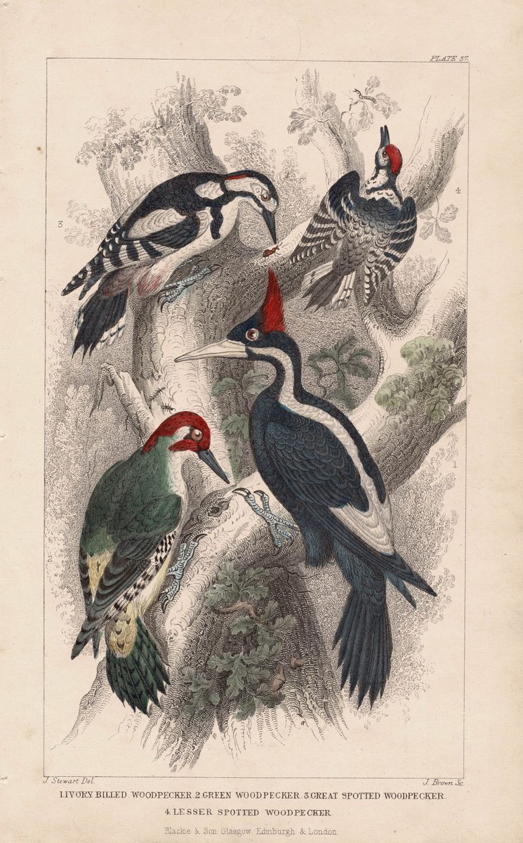 #OTD the #BBC's #todayprogramme celebrated the #soundsofspring with the hammering of the #woodpecker #antiqueprints from #frontispiece of #canarywharf mapsandantiqueprints.com/products/woodp… #art #history #birds #birdwatching #rspb #wildlife #countrylife #plumage