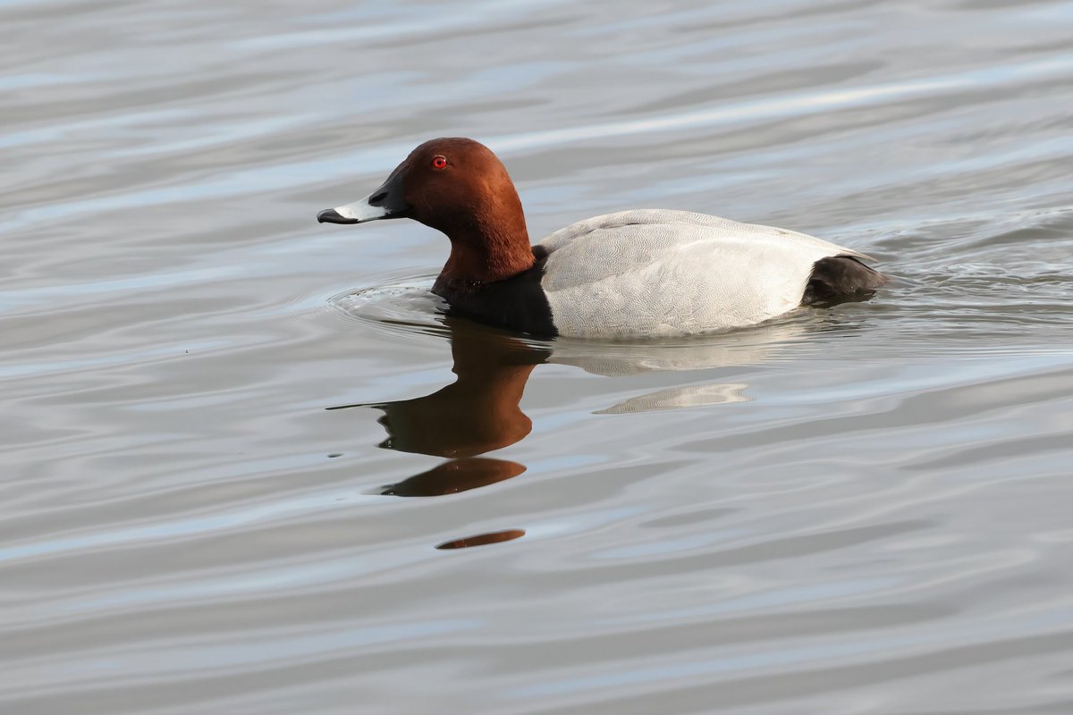 Male Pochard @WWTLlanelli