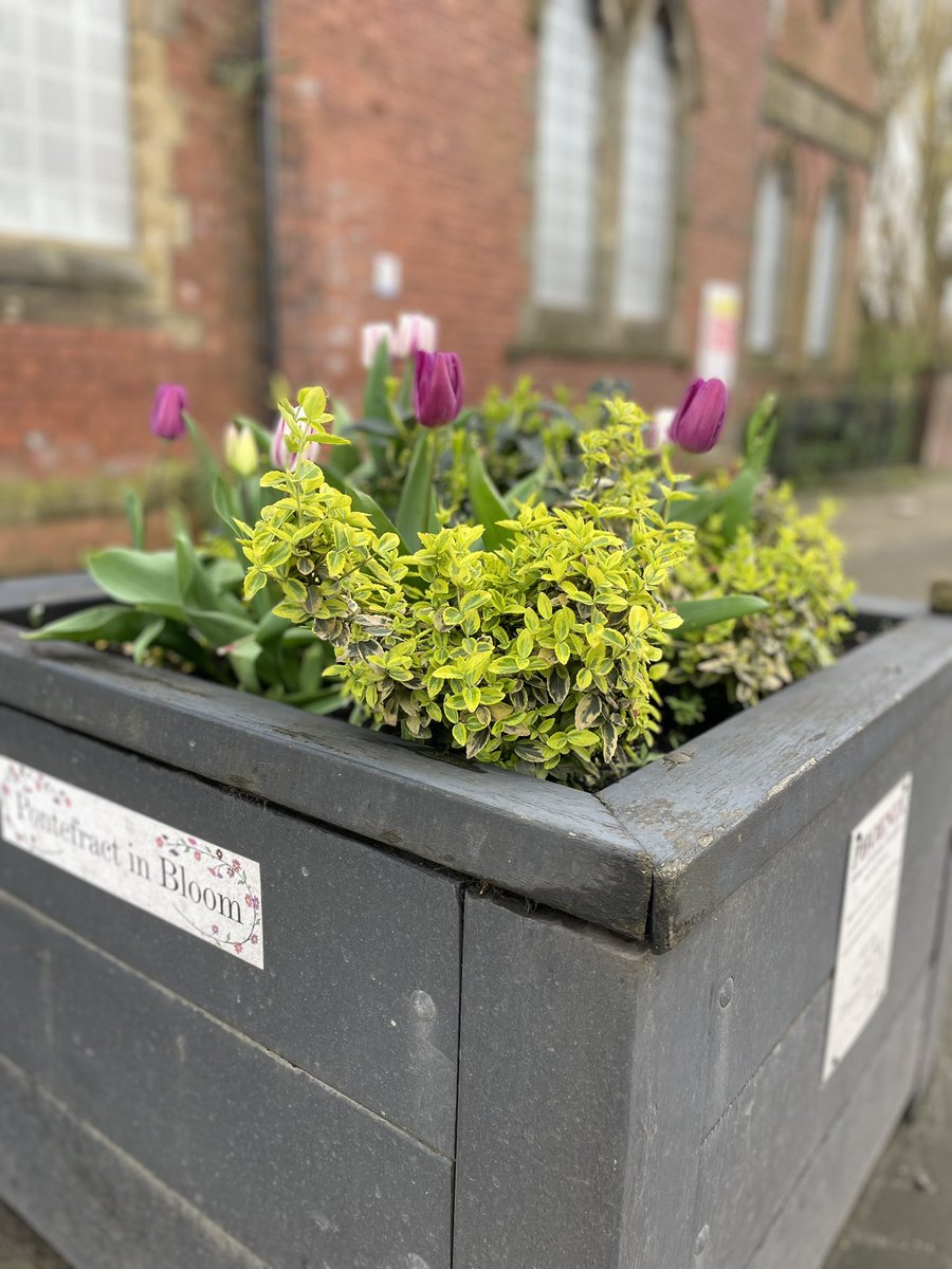 Cheery tulips 🌷 in our #Southgate sustainable planters #Pontefract #Springtime #April