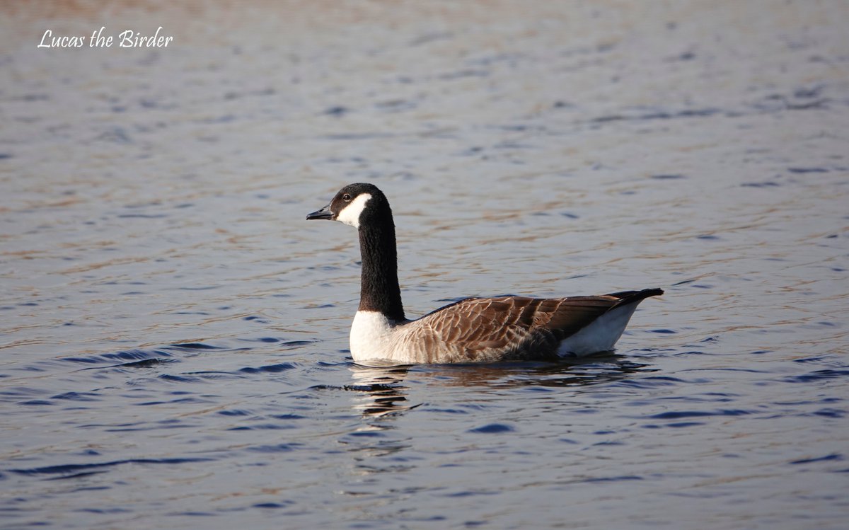 Canada Goose at RSPB Ham Wall. #geese #birds #BirdTwitter #birdphotography