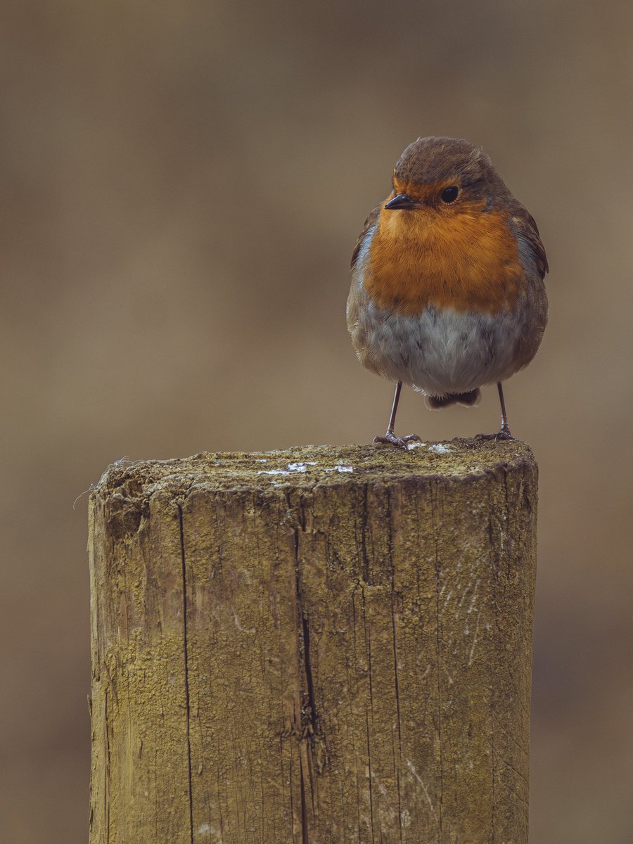 Whenever myself and the wife go for a walk we always keep an eye out for spirit animal for that days wander. This little guy was our guide for a walk we did around Gawsworth and Danes Moss. I refuse to believe we're just seeing different Robins! 😄 OM1 + PL100-400 @DanesMoss