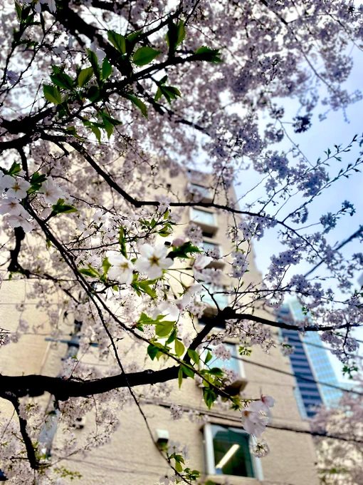 今日はさくら坂行ってきたやでー 