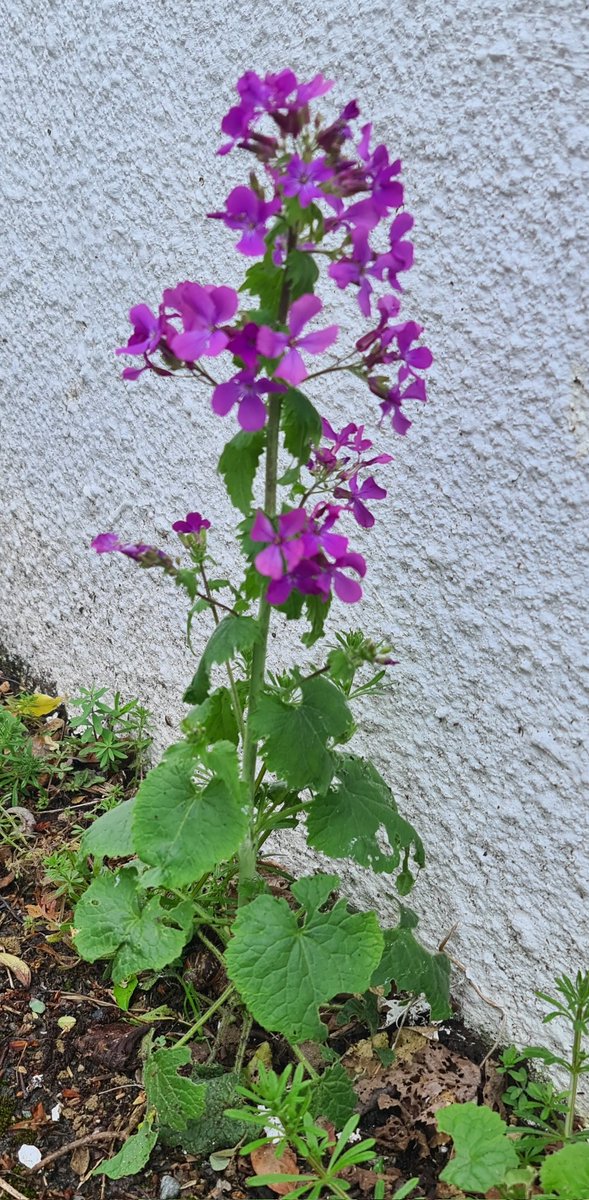 Pretty 'weed' by the roadside this morning. Is this Honesty - anyone know? #exminster #biodiversity