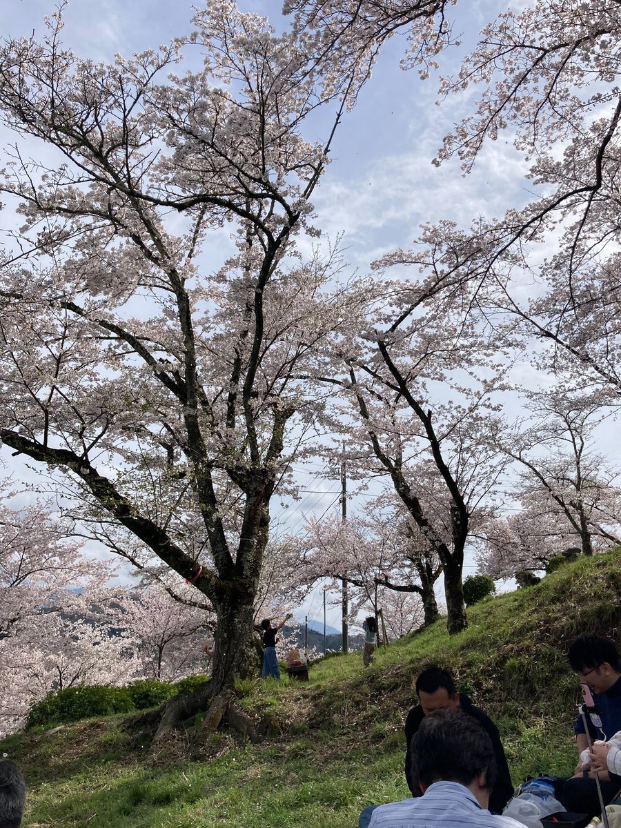 大法師公園の桜💮が満開です。
屋台も出ていて楽しいですよ🍺🍢
#富士川町　#桜　#花見
#山梨県