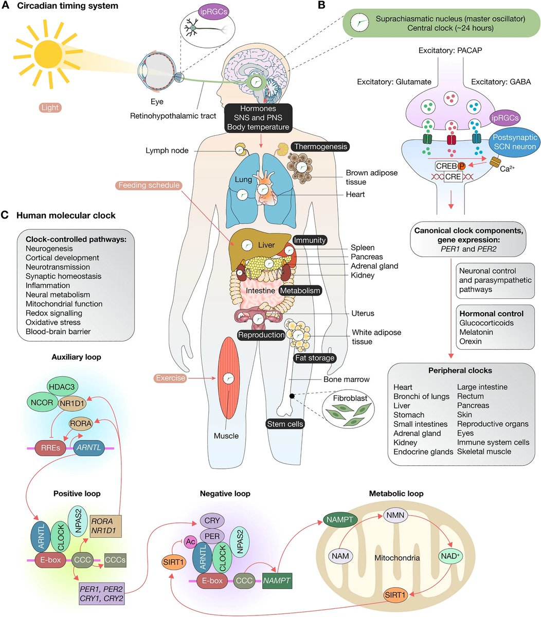 Integrated multi-omics analysis reveals the molecular interplay between #circadian clocks and #cancer pathogenesis

(2023)
nature.com/articles/s4159…