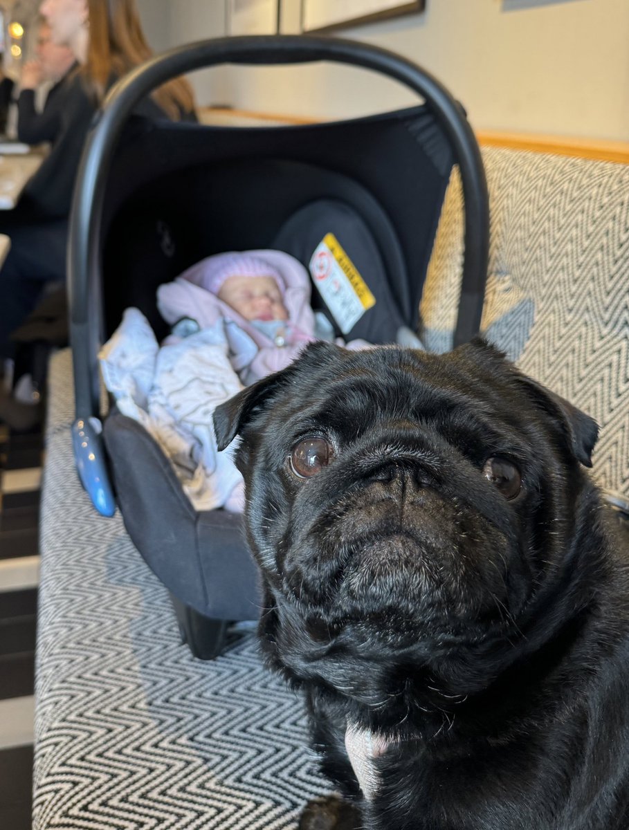 Linssilude ja tirriäinen kahvilareissulla 🐶 #fazer