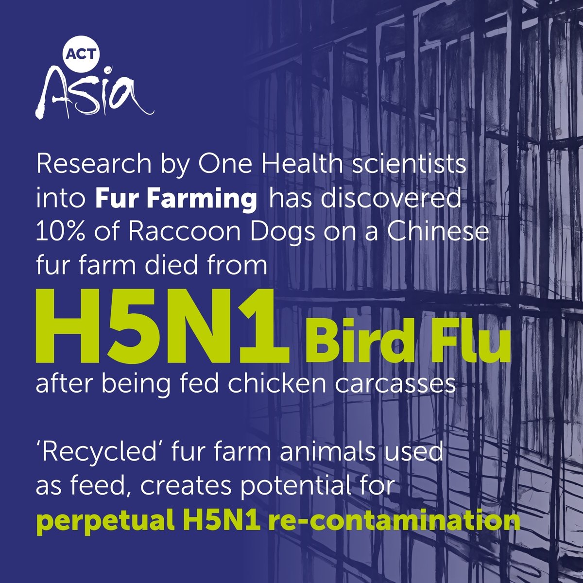 One Health research exposing the damaging impact of fur farming has been published in Frontiers. Commissioned by ACTAsia, it highlights the significant threat to human, animal and environmental health. Find out more on our website: tinyurl.com/mr2btefw