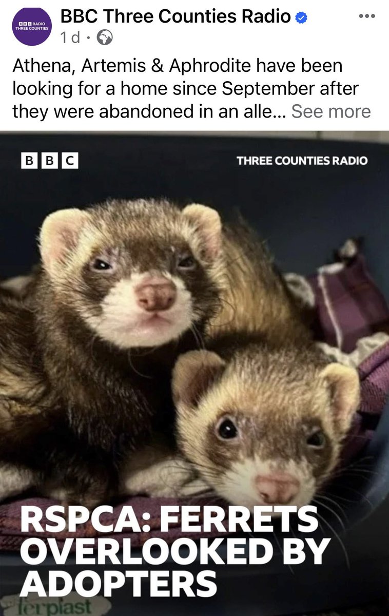 Help needed these where abandoned in September we are rescuing them Monday from the RSPCA it’s costing £30 each ferret and it’s a 4hrs round trip if you can donate a £1 or more we would really appreciate it thank you 🩶🐿🦫 hitchinsquirrelrescue.co.uk