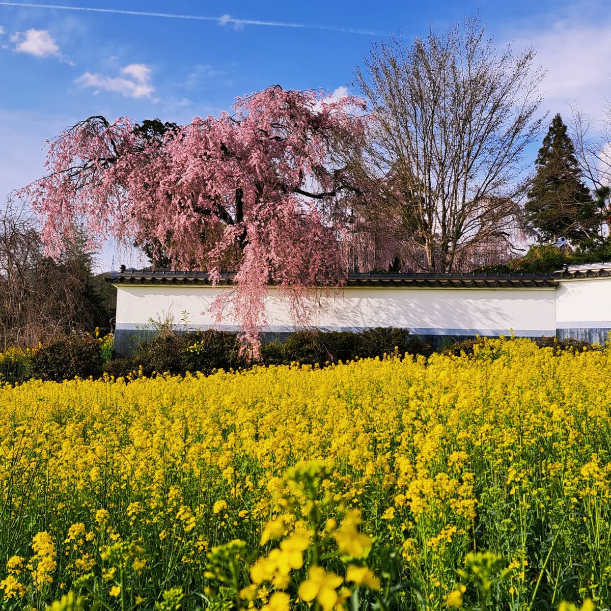 山梨県内　桜　満開