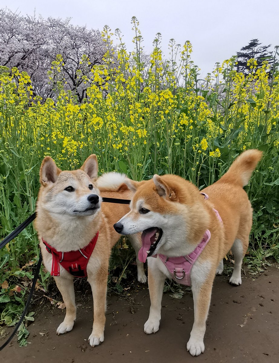 幸手権現堂桜堤の桜祭り🌸
に行って来ました
屋台もいっぱい😆
人もいっぱいでした
ちび子　ニコニコ😊
まる子　ニコニコ😊
#柴犬　#犬との生活　#犬のいる生活