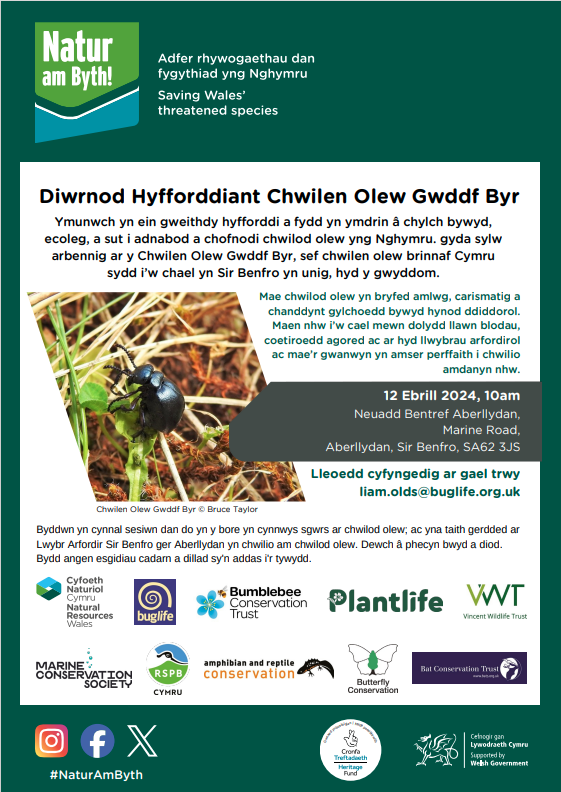Join #BuglifeCymru Conservation Officer, @olds_liam, for a Short-necked Oil Beetle Training Day with @NaturAmByth!  Covering the life cycle, ecology, identification & recording of #OilBeetles in #Wales

🗓️ Friday 12 April
🕙 10:00-15:00
📌Broad Haven, SA62 3JS

#OilBeetleHunt