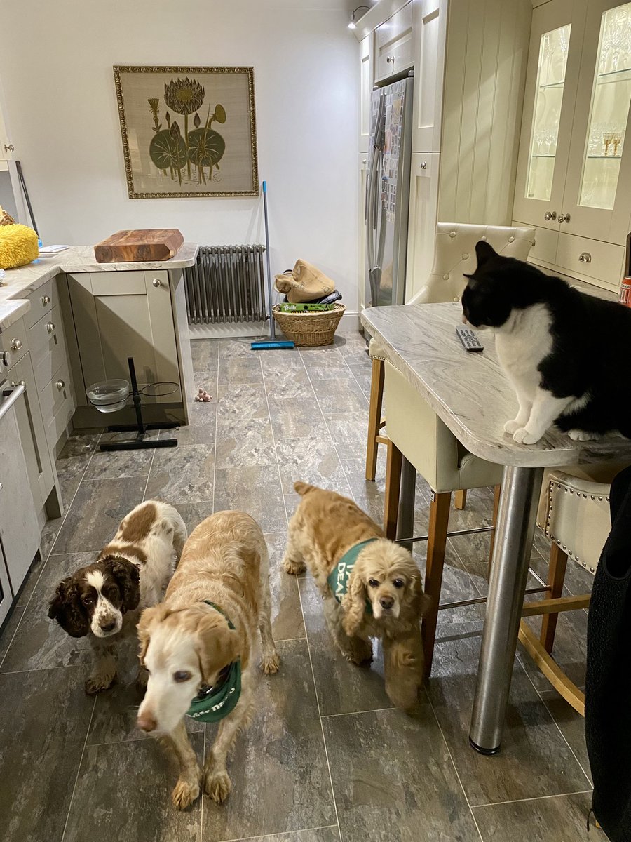 SpanielsSuper's tweet photo. @SpringerSaint Same here!
PussPuss issues orders & dogs jump to obey
#PussPutin #TheBoss https://t.co/w8J5hSkdUo