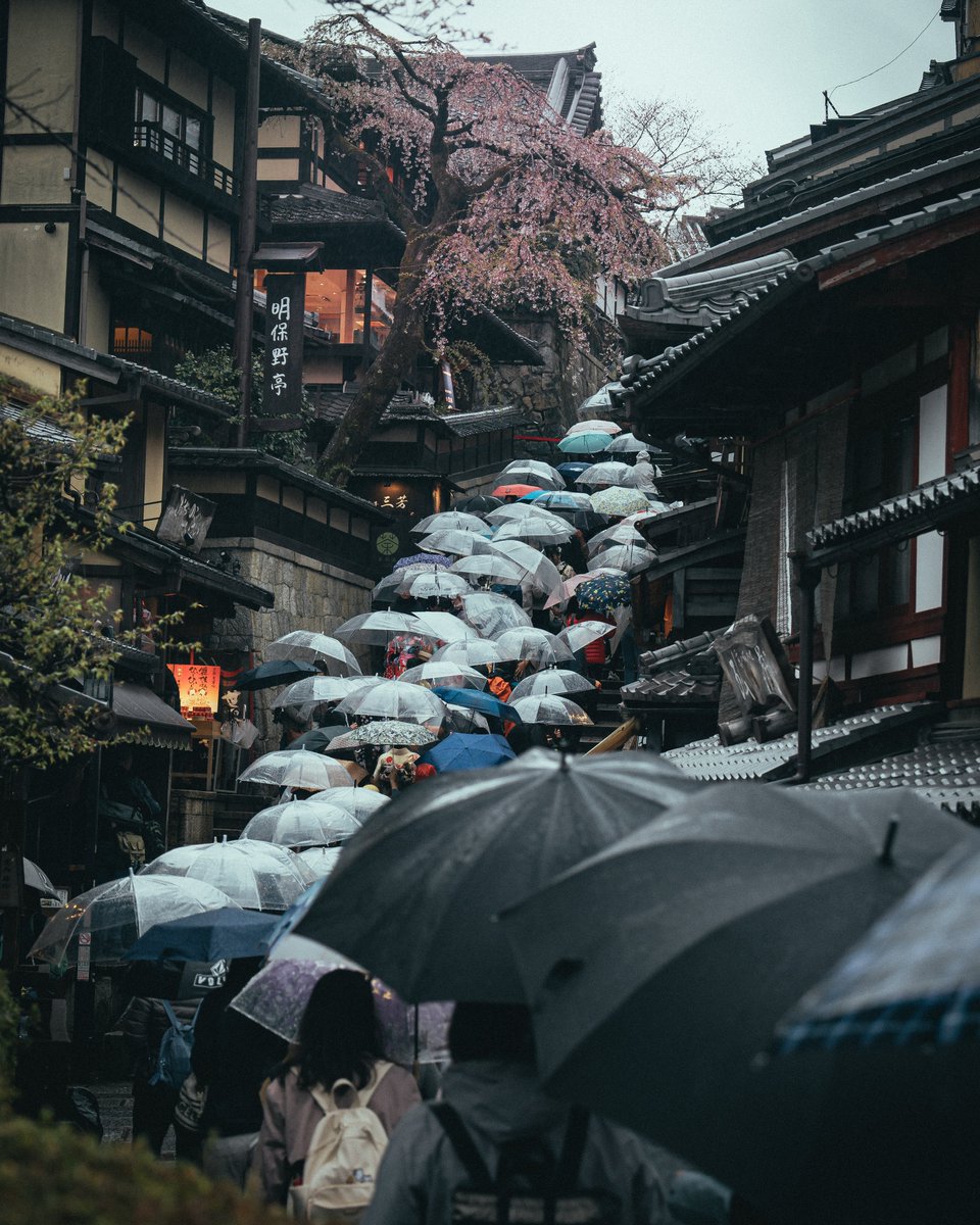 雨降る桜シーズン、京都三年坂は傘で埋まる。