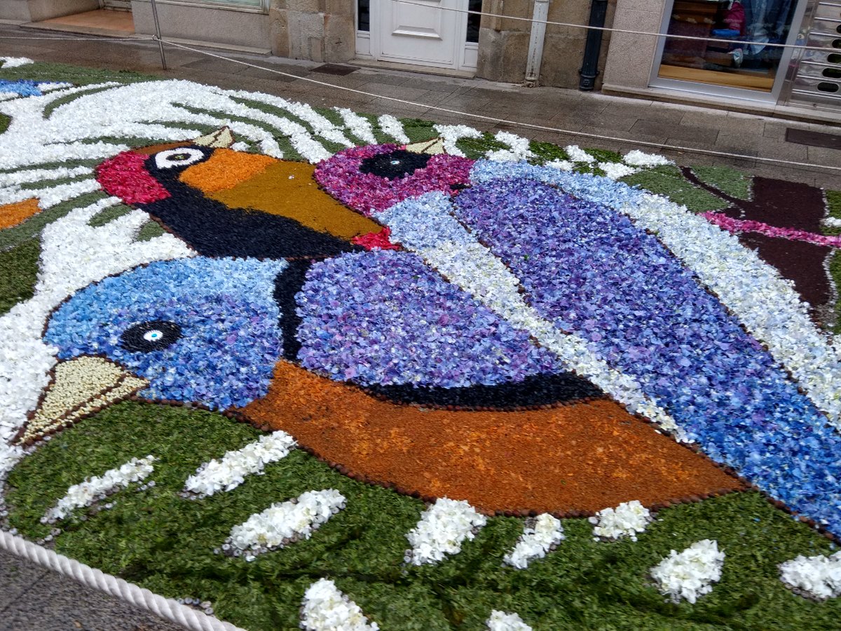 💐 Iniciamos un percorrido polas flores que alfombran as nosas rúas no Corpus Christi. É o caso das hortensias con máis dun cento de variedades.  🎨  É perfecta para as alfombras polo seu simbolismo, xa que representa gratitude e beleza. Para beleza a das nosas alfombras!