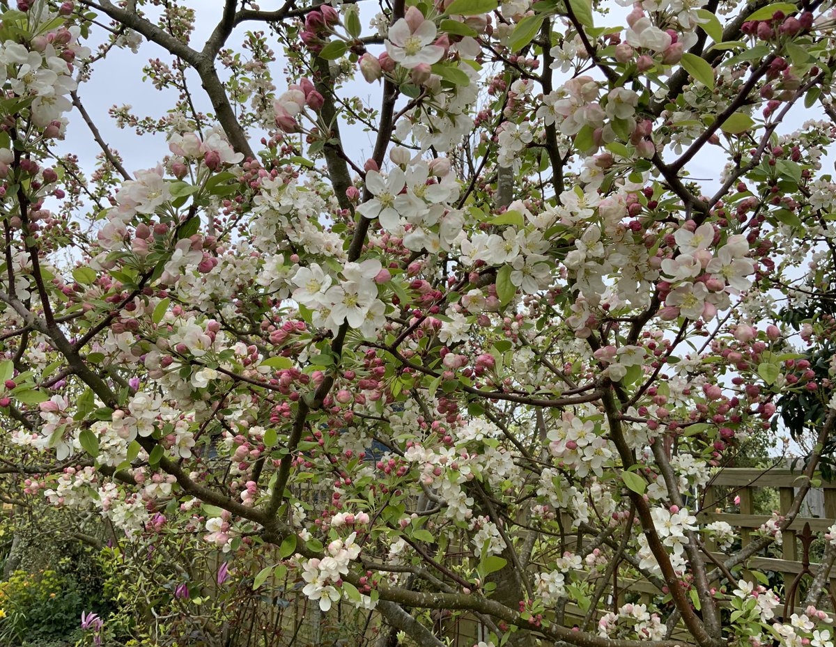 Hang on to your Blossoms! That is, if you’re in the path of #StormKathleen Have a good weekend everyone, take care, stay safe. Malus ‘Everest’. #spring #GardeningTwitter @loujnicholls @kgimson