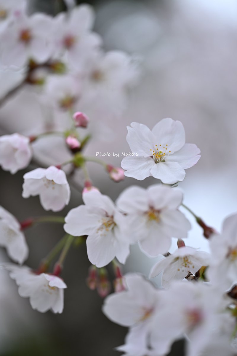 撮りたて。咲きたて。 やっと会えたね。 縦構図 Nikon Z8 + Z MC 105mm f/2.8 VR S 3494 #桜 #ソメイヨシノ #私とニコンで見た世界