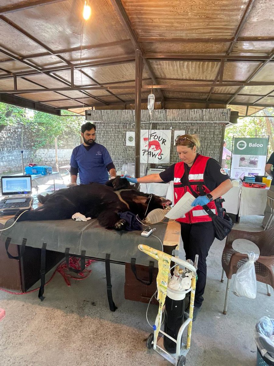 Four Paws International team of vets are in Pakistan to help rescued bears. On CM Punjab directions wildlife departments conducted a combing operation to raid districts in Punjab and confiscate all dancing bears. Aneela, the female bear, was confiscated by Gujranwala wildlife