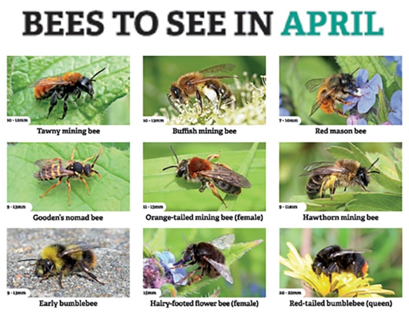 Get out in the garden or local park this weekend and see how many different bees you can see. Tip: some will be foraging in blossoming fruit trees, others will be nesting in the ground. Red mason bees may emerge from bee hotels. Happy bee spotting! @Marthakearney @Ed_P_Wildlife