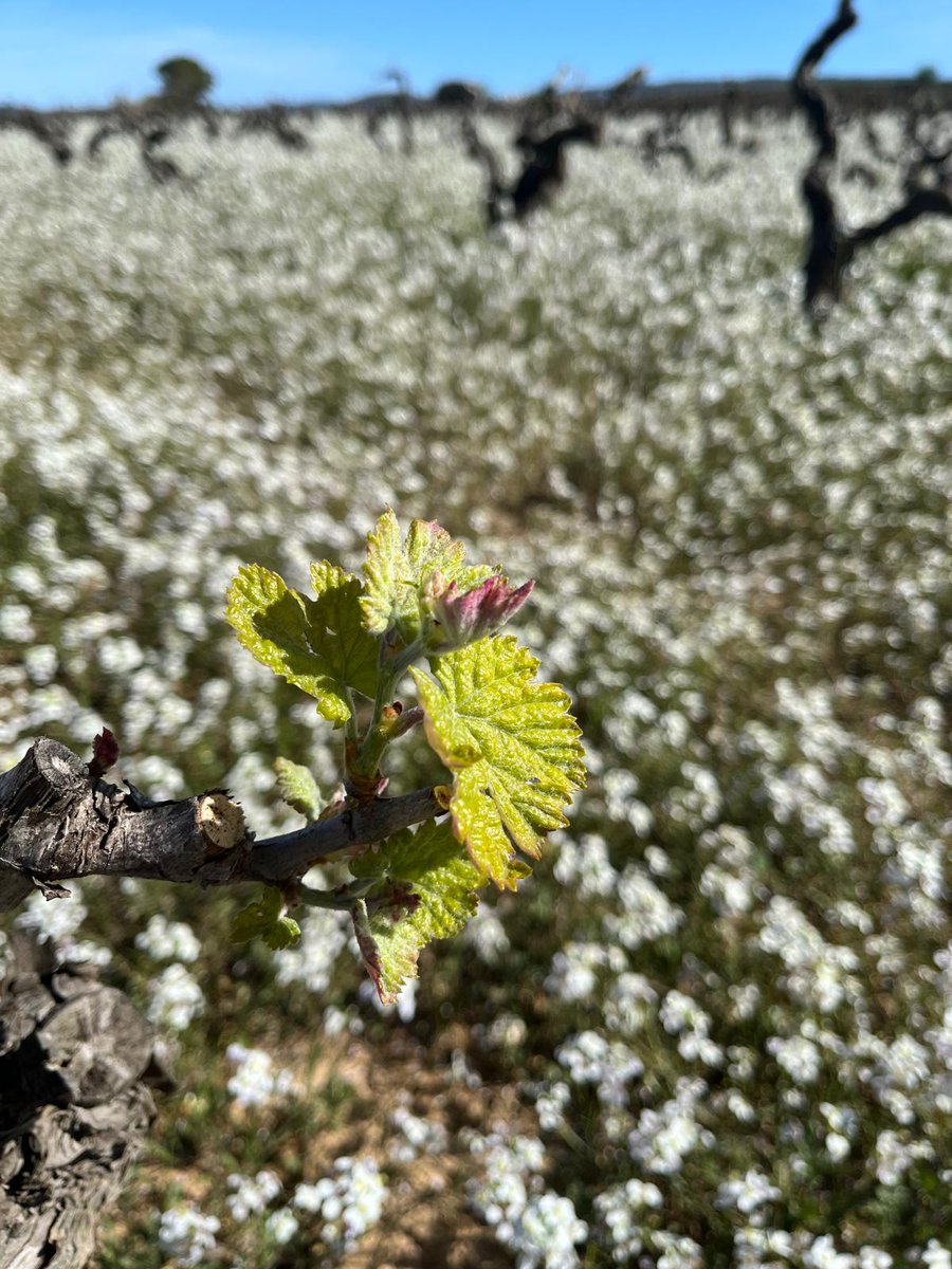 Básicamente se trata el suelo como un ser vivo, en el que la planta de viña se considera como un elemento más del suelo y en donde las aportaciones repercuten directamente en la planta. 
#viticultabiodinámica #viticulturaactual
<a href="/VitiViniCultura/">Claudio Gibbs</a>.net
vitivinicultura.net/viticultura-bi…