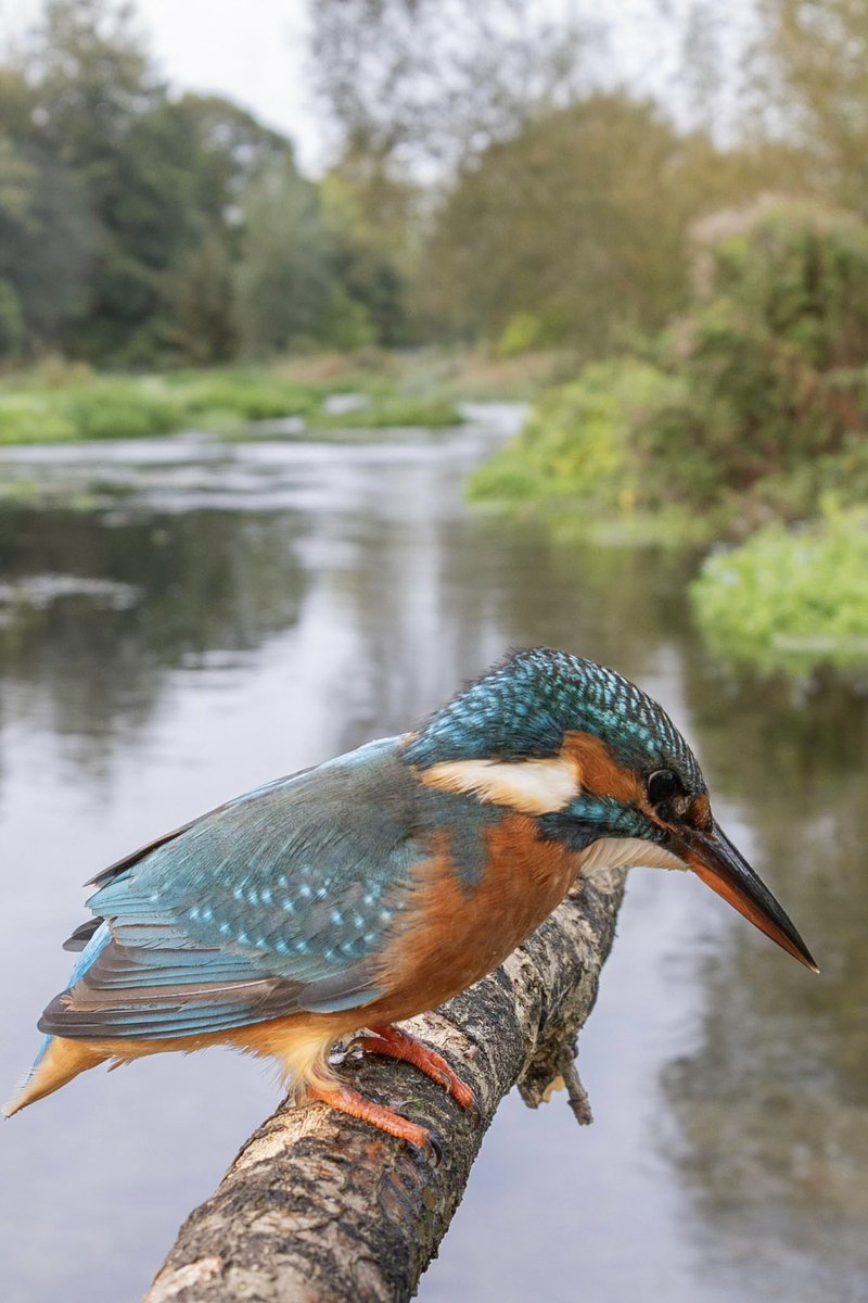 A kingfisher hunting along the river chess in Hertfordshire.