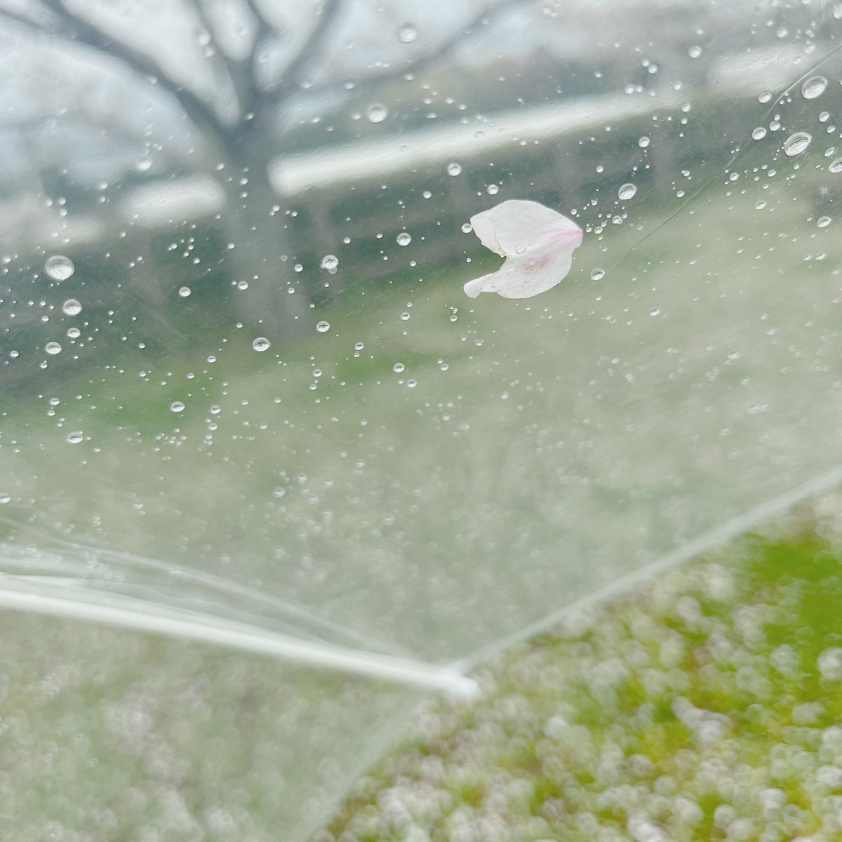 hello_0818's tweet photo. 晴れていたら完璧だった🌧️ https://t.co/OgyK7X7esj