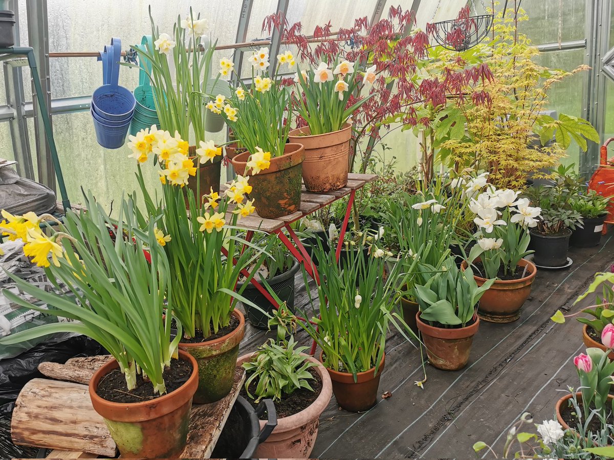 Courtyard flowers under cover while #StormKathleen is doing her worst outside. Normal courtyard broadcasting will resume after she passes 🙂🌷🌿🌱💨 #Gardening #OurCourtyard #Spring #PotPond #HortiHugh