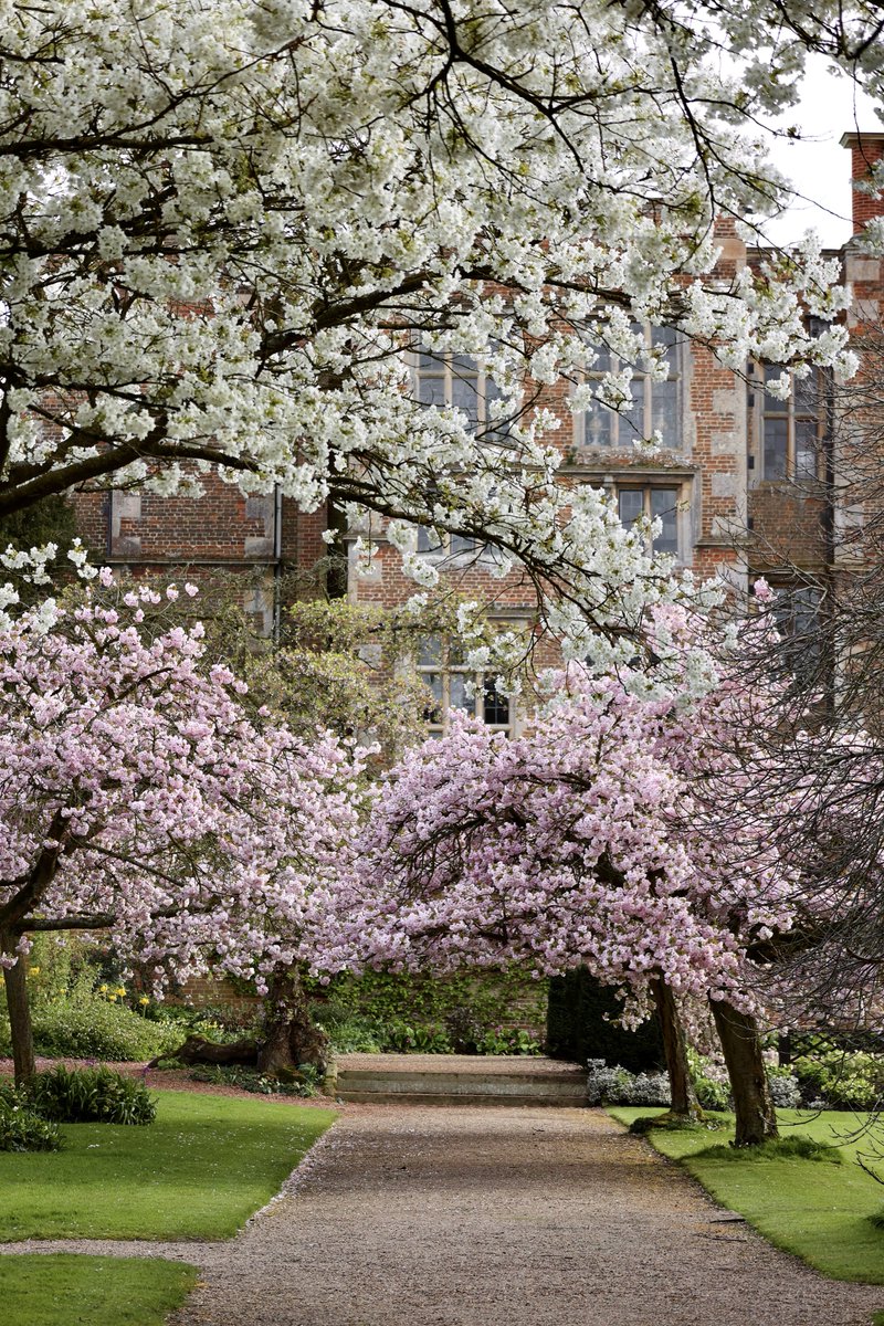 Don’t miss the transient beauty of #CherryBlossom at Doddington. Our Cherry Walk is the perfect place for the Japanese traditional custom of #Hanami (花見, ‘flower viewing’) 🌸 doddingtonhall.com/cherry-blossom 🌳 Gardens open daily until 14 April, 10am-4pm,with tickets on arrival.