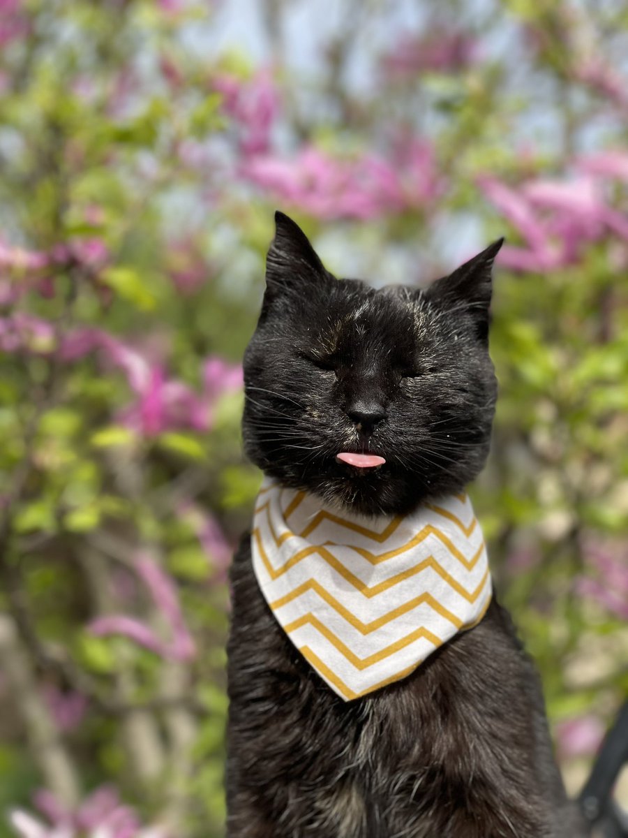 carrywhitecat's tweet photo. Happy weekend pals! Cute tongue out from Lucy! 👅💛

Lots of love always,
Xx

#caturday #cats #catsofinstagram #CatsOfTwitter #weekend #CatsOfX #pets https://t.co/FoWrTH2VzH