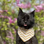 Photo by 𝙲𝚊𝚛𝚛𝚢🤍 𝙰𝚛𝚢𝚊🤎 𝙵𝚎𝚕𝚒𝚡🖤 𝙻𝚞𝚌𝚢💛 (@carrywhitecat)