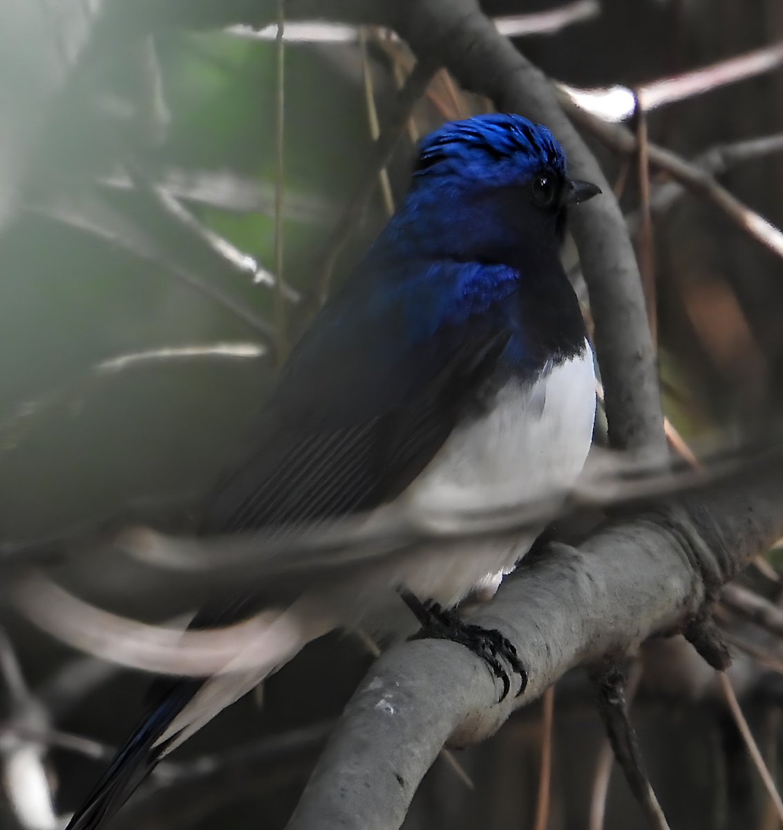 春の訪れと共に幸せの青い鳥さんがやって来ました🐦
#オオルリ